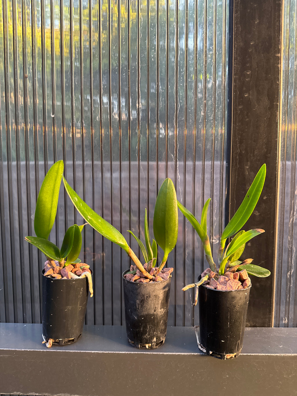 Cattleya Waianae Leopard (Spotted Cattleya)