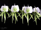 Angraecum Eburneum (Fragrant Species)