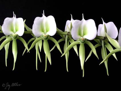 Angraecum Eburneum (Fragrant Species)