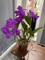 Cattleya skinneri 'Heiti Jacobs' FCC/AOS (In Flowers Now)