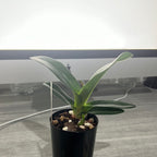 Paph. Delrosi (delenatii var. dunkel x rothschildianum)