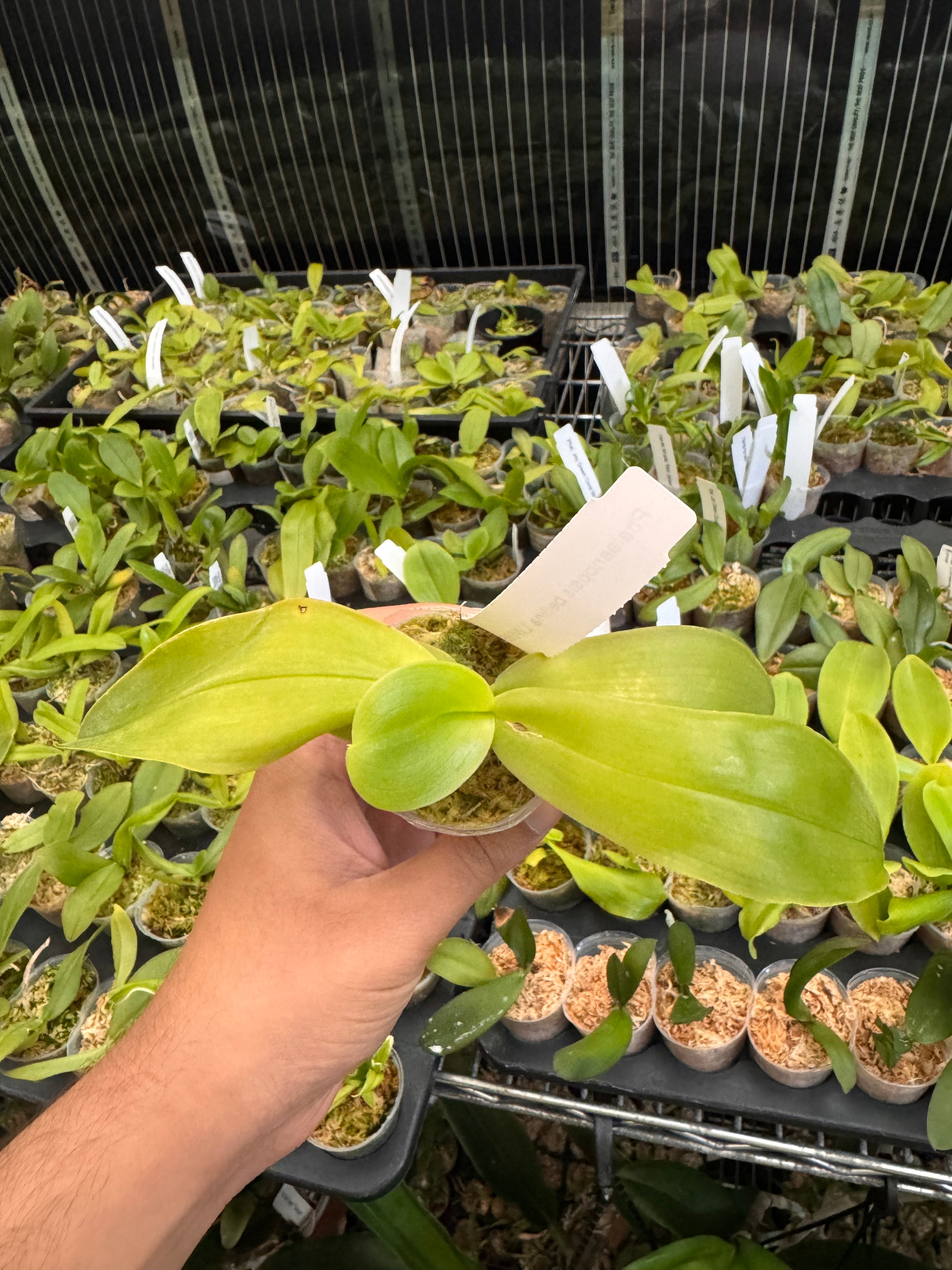 Fragrant Species Phalenopsis Bellina(Mature Size) Secondary image