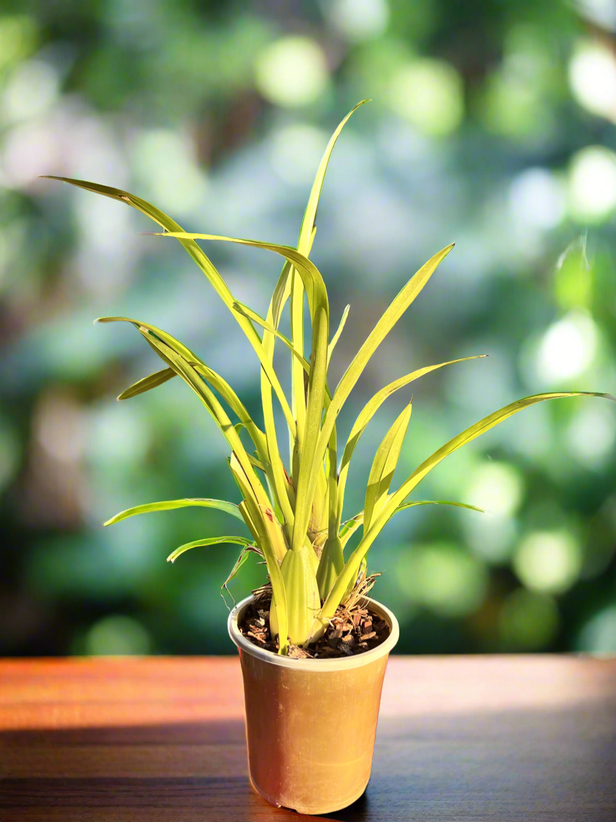 Oncidium sphacelatum Secondary image