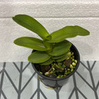 Robiquetia cerina