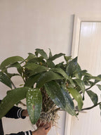 Dendrobium farmeri fma. petaloid alba (LARGE FLOWERING SPECIMEN)