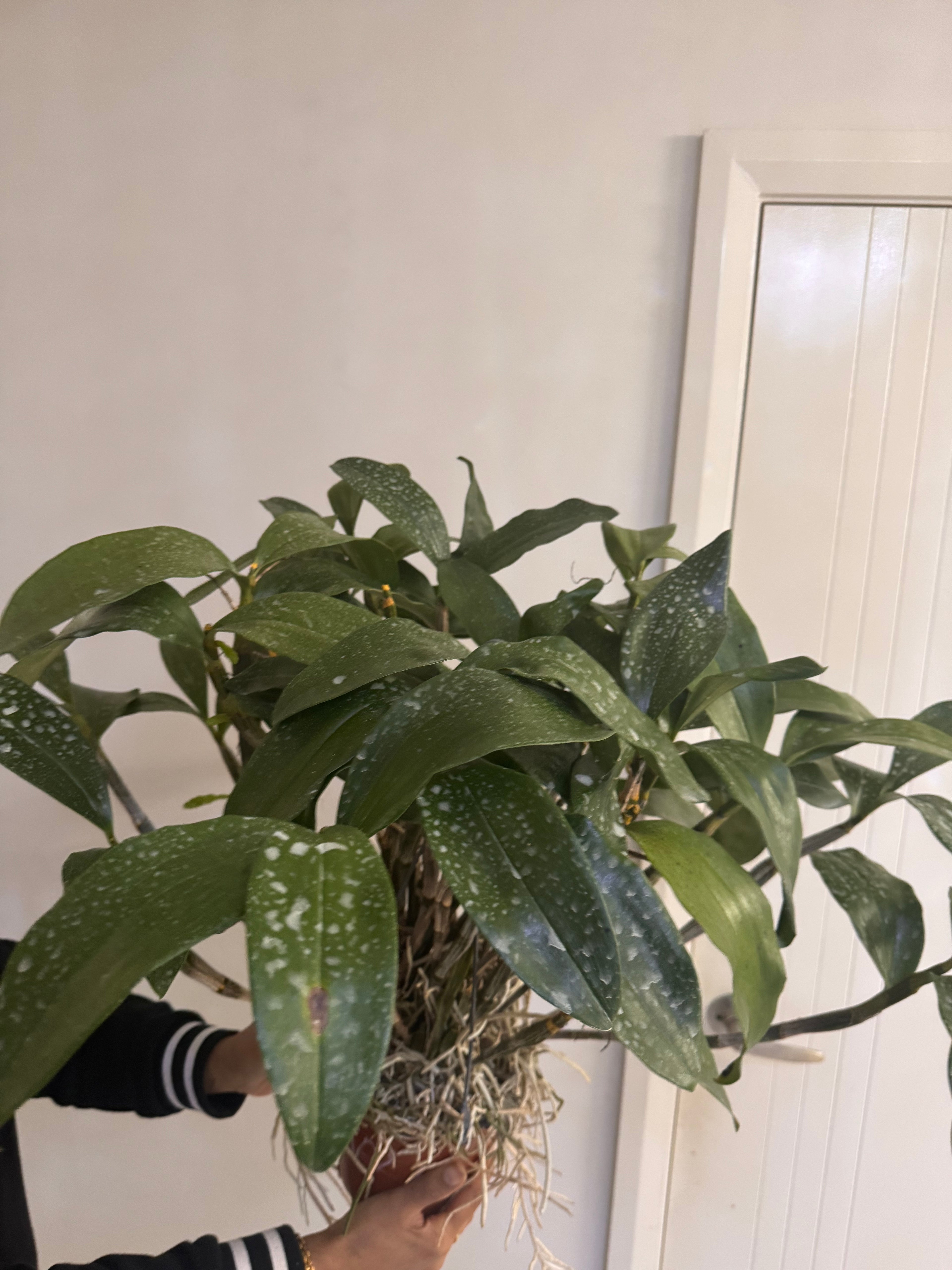 Dendrobium farmeri fma. petaloid alba (LARGE FLOWERING SPECIMEN)