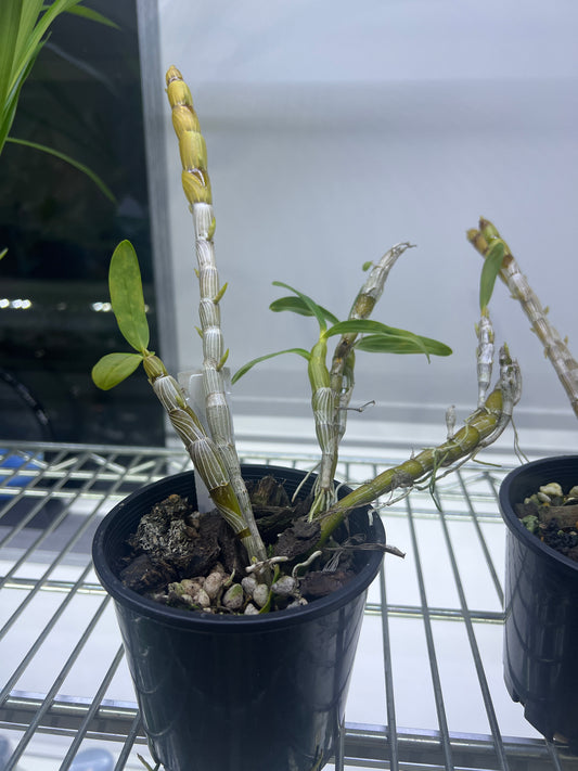 Dendrobium Stardust 'Firebird' (Flowering, In Buds)