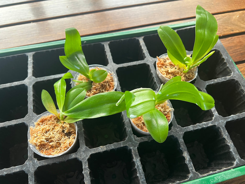 Phalaenopsis amboinensis (MC - Species from Philippines)