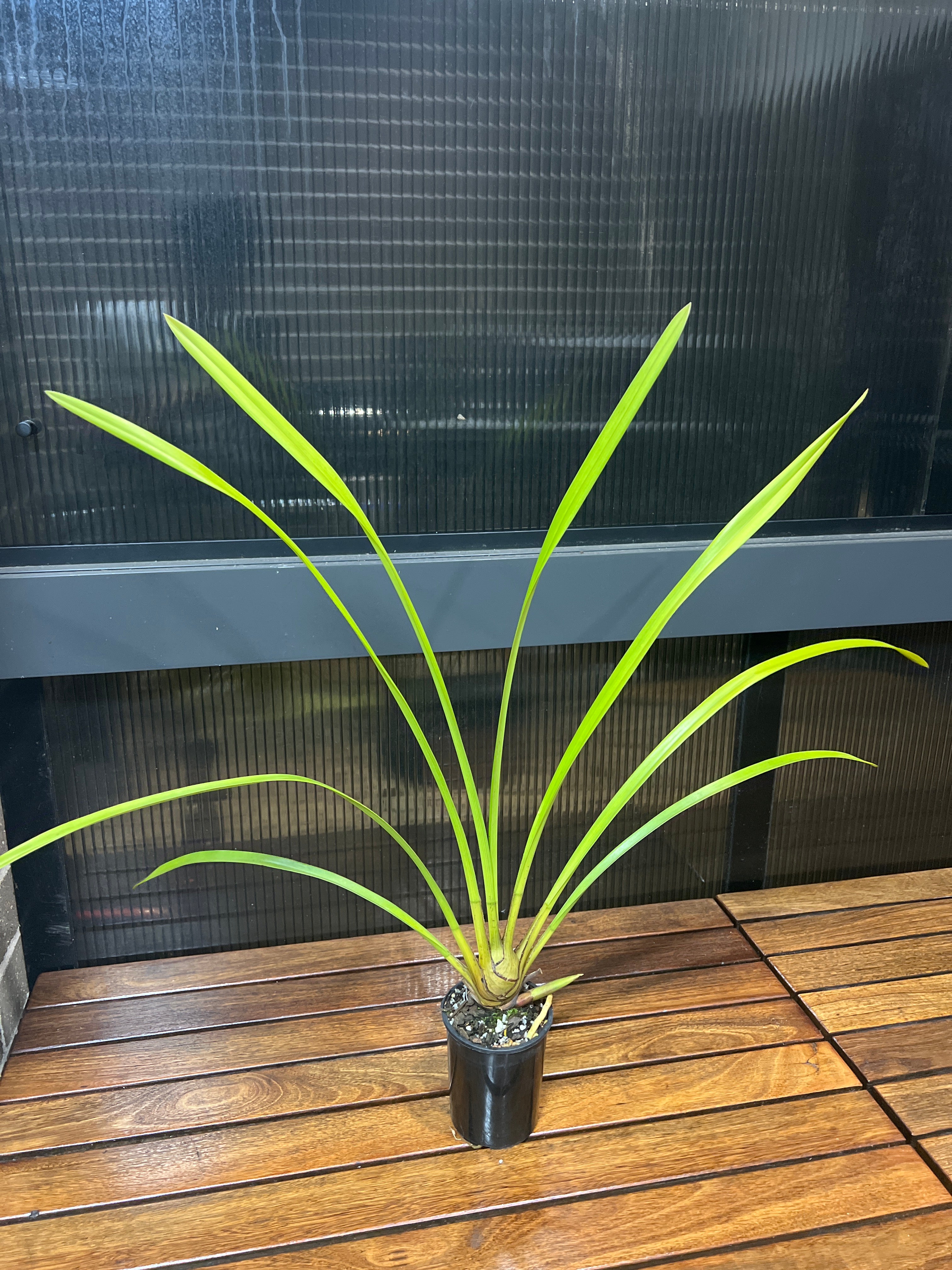 (IN SPIKE NOW) Cym Kimberley Splash 'Tee Pee' Secondary image