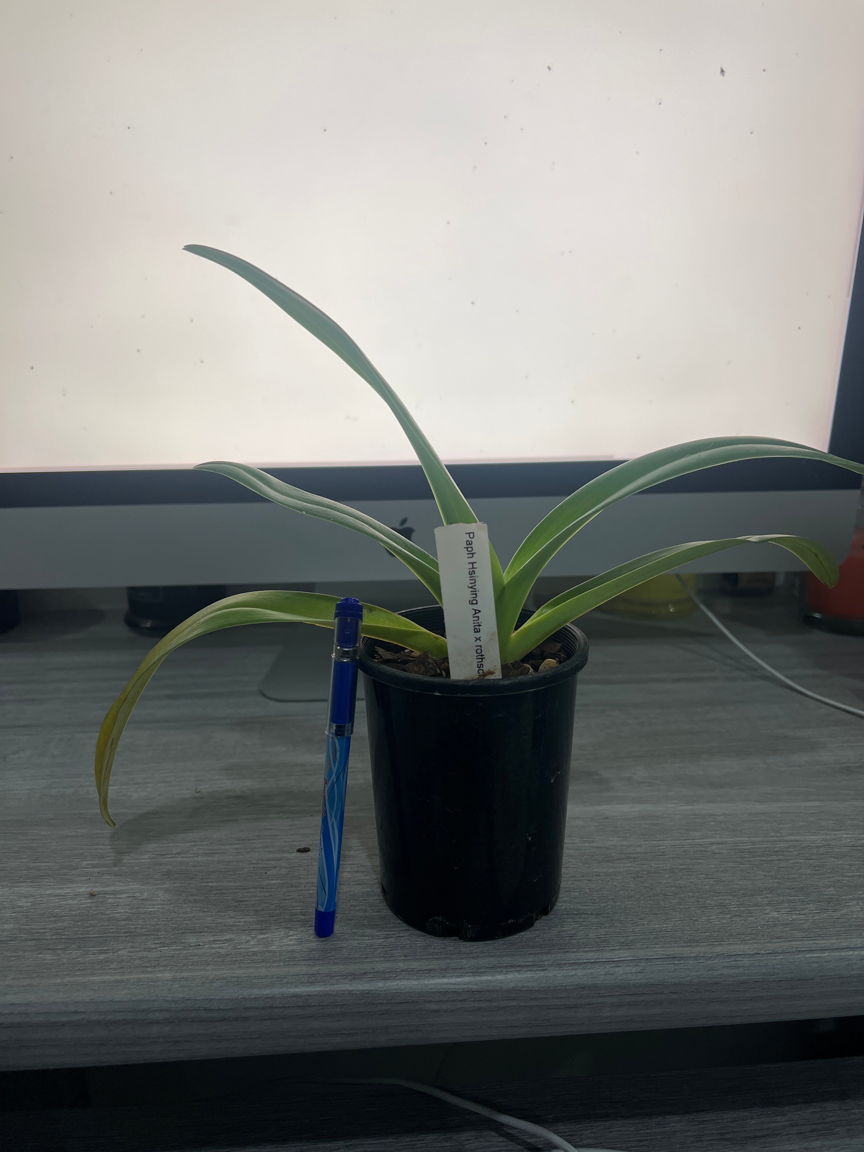 Paph. Hsinying Anita x rothschildianum Secondary image