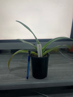 Paph. Hsinying Anita x rothschildianum