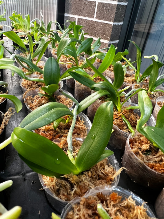 Phalaenopsis equestris (Species)