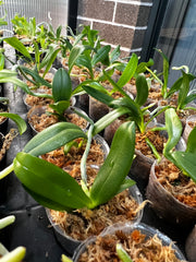 Phalaenopsis equestris (Species)