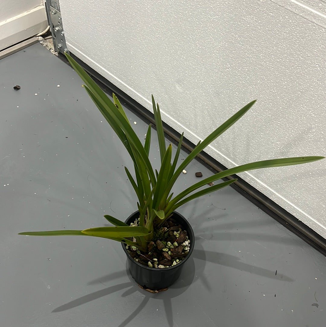 Cymbidium Australian Midnight (LARGE PLANTS) Secondary image