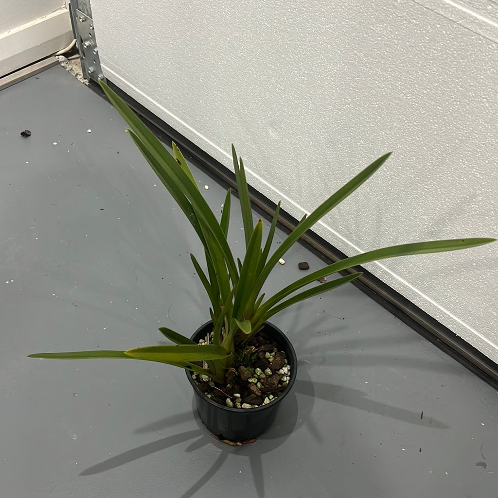 Cymbidium Australian Midnight (LARGE PLANTS)
