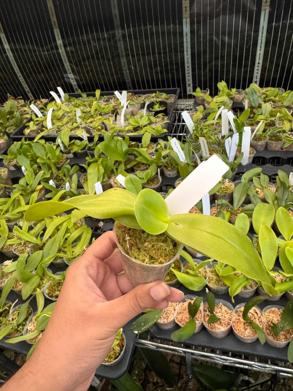 Fragrant Species Phalenopsis Bellina(Mature Size)