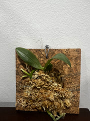 Phalaenopsis parishii (Miniature Species)