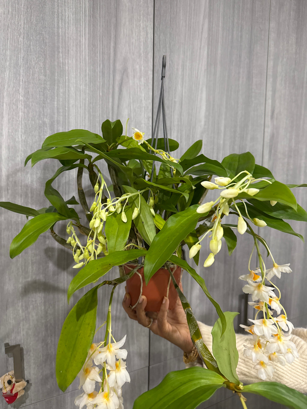 Dendrobium Farmeri 'White' (In Flowers Now)
