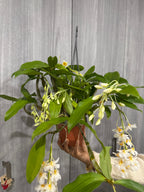 Dendrobium Farmeri 'White' (In Flowers Now)