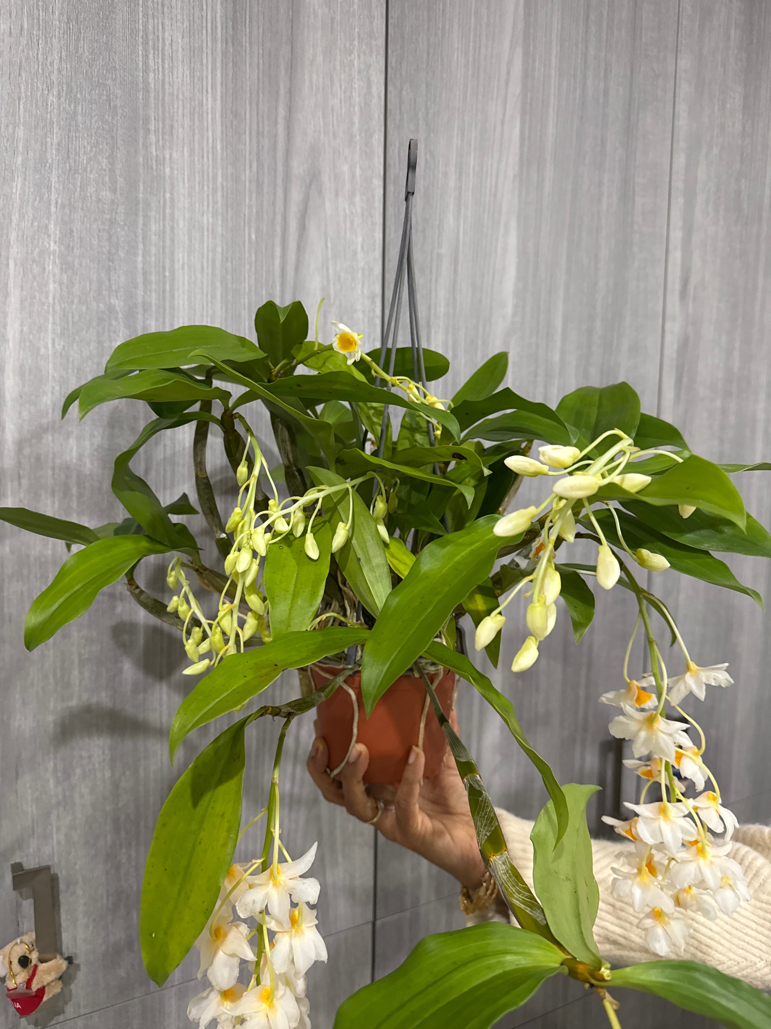 Dendrobium Farmeri 'White' (In Flowers Now)