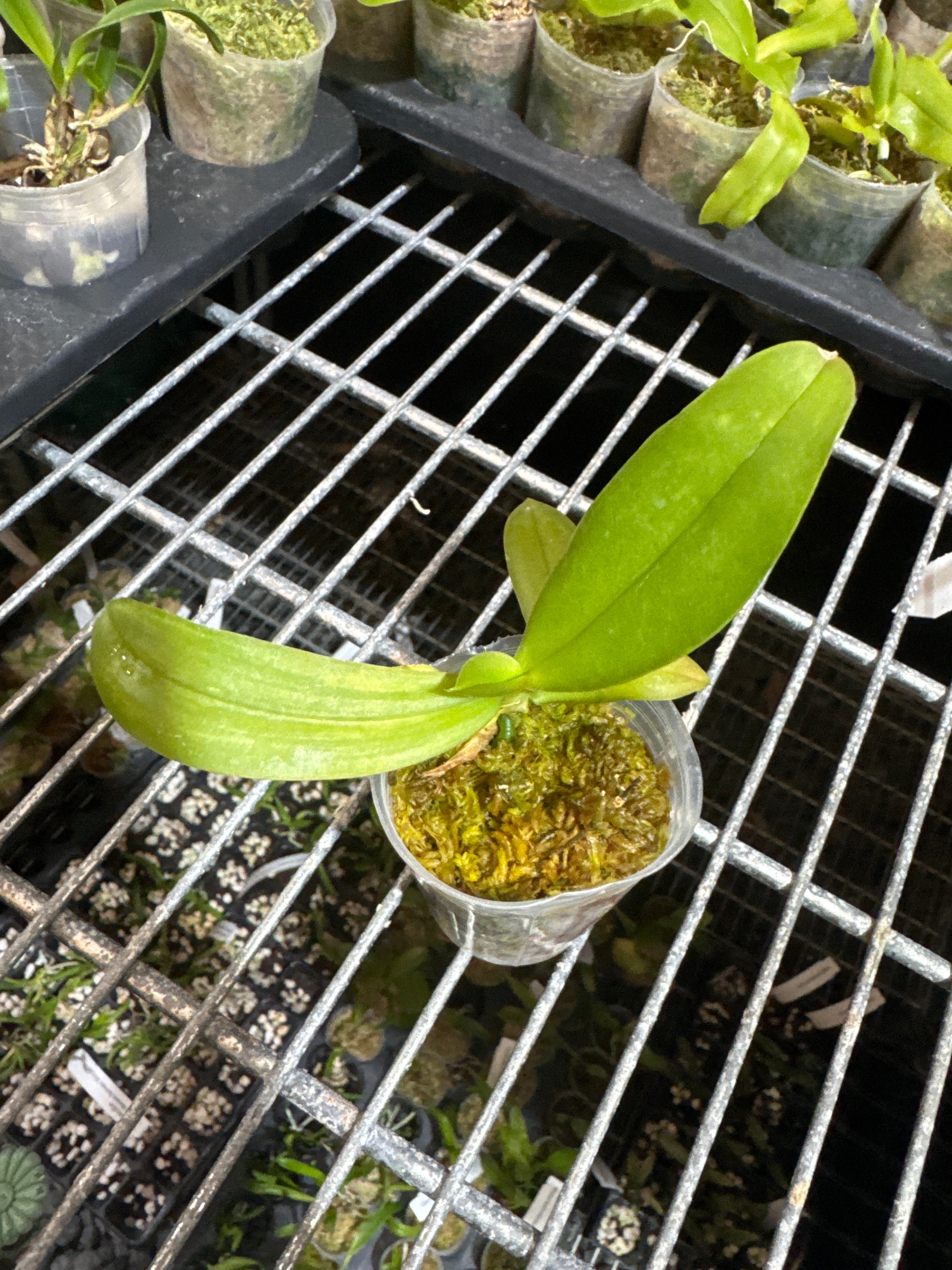 Phal. Lightning ‘Half Sky’ MC Secondary image