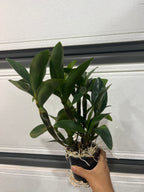 Dendrobium Guibertii