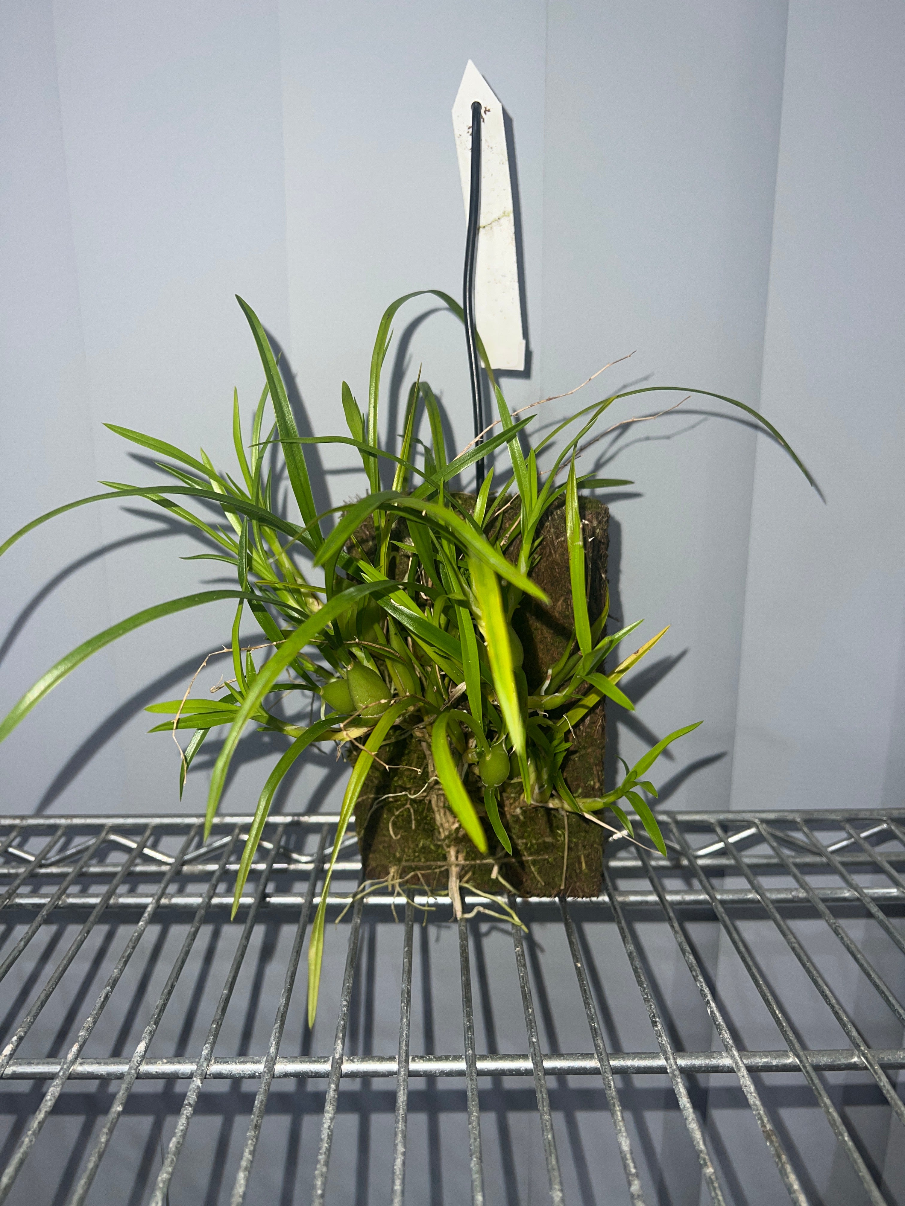 Ornithophora radicans (Species, FS) Secondary image