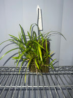 Ornithophora radicans (Species, FS)