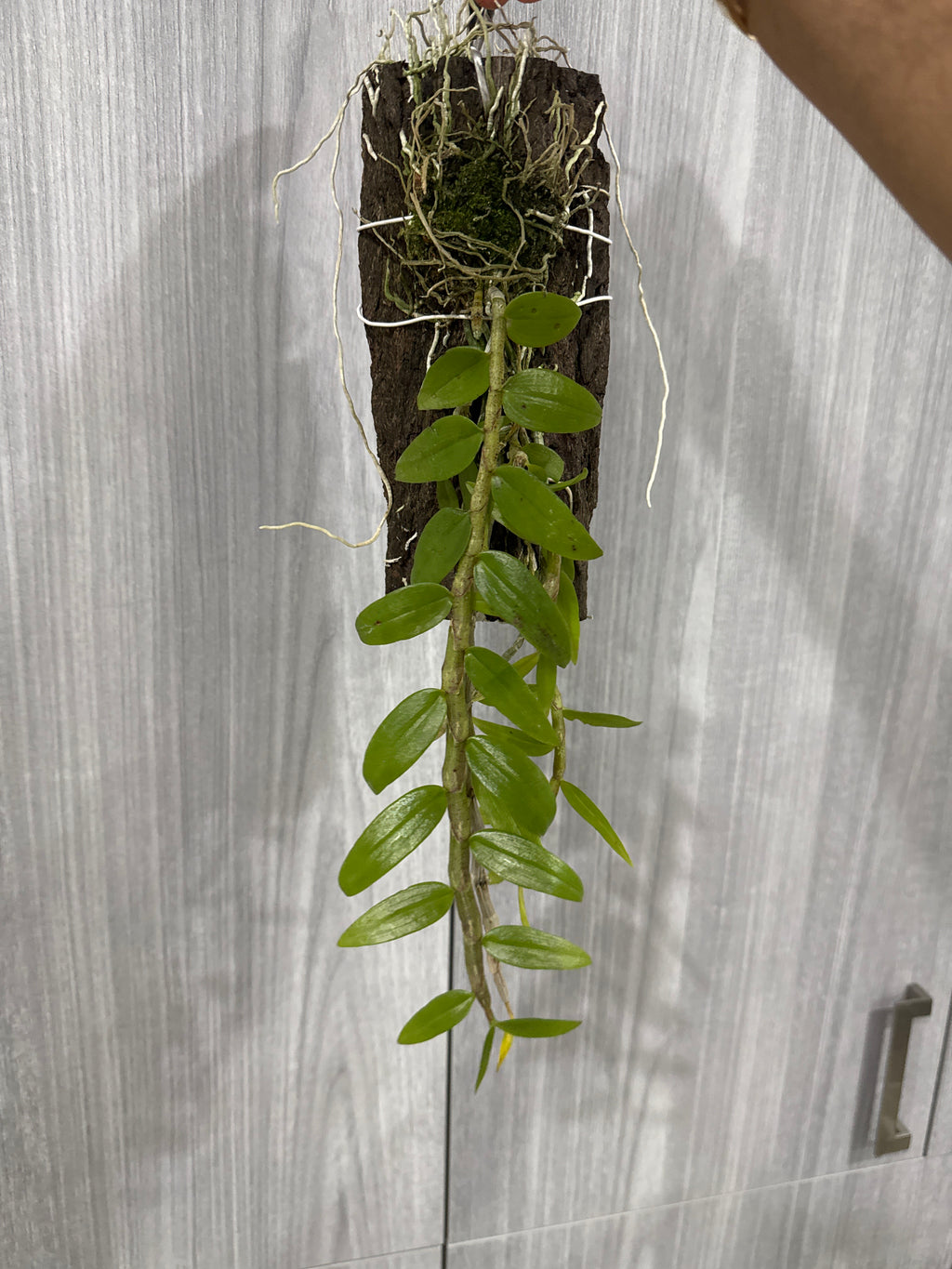 Dendrobium Pierardii  (Aphyllum) (Fragrant Species)