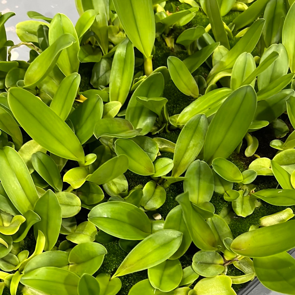 Rlc. Yingluck Smile 'Browny' (MC)