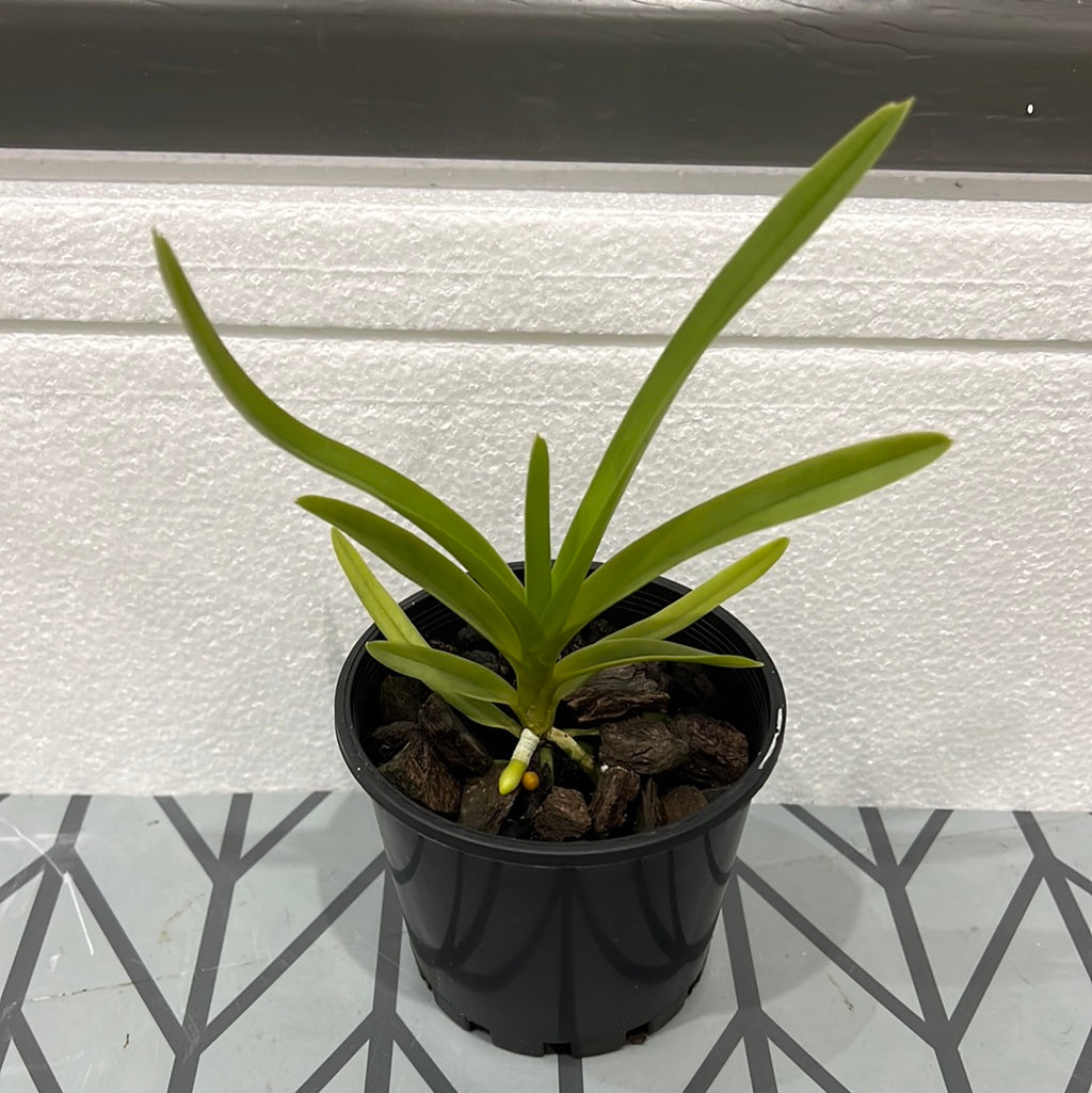 Vanda tricolor (Species)
