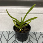 Vanda tricolor (Species)