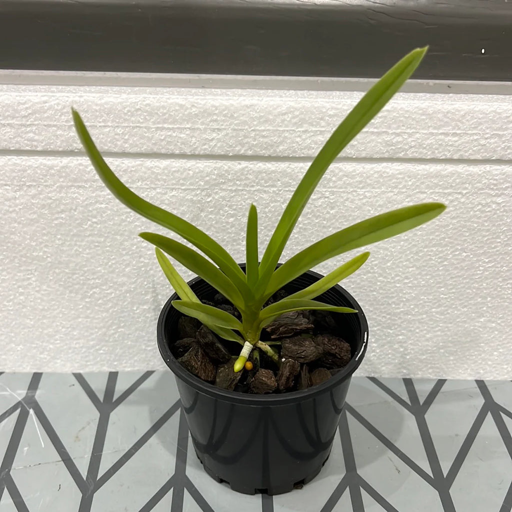 PACK OF 4 VANDA SPECIES (100mm Pots)