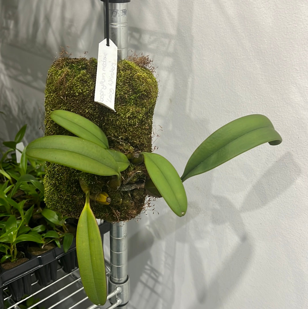 Bulbophyllum Medusae (MOUNTED FLOWERING SIZE) Secondary image