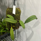 Bulbophyllum Medusae (MOUNTED FLOWERING SIZE)