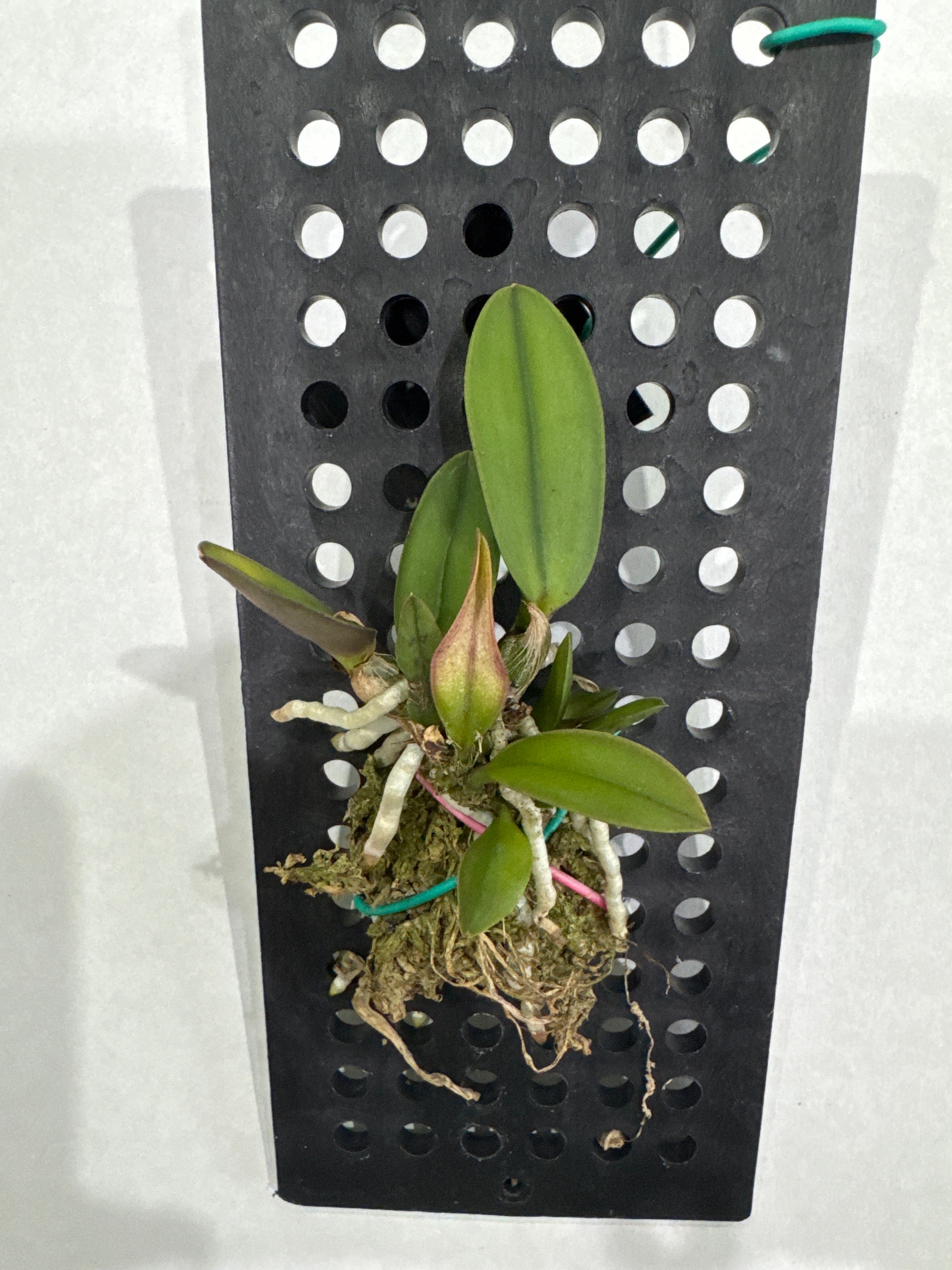 Sophronitis cernua (Miniature Species)