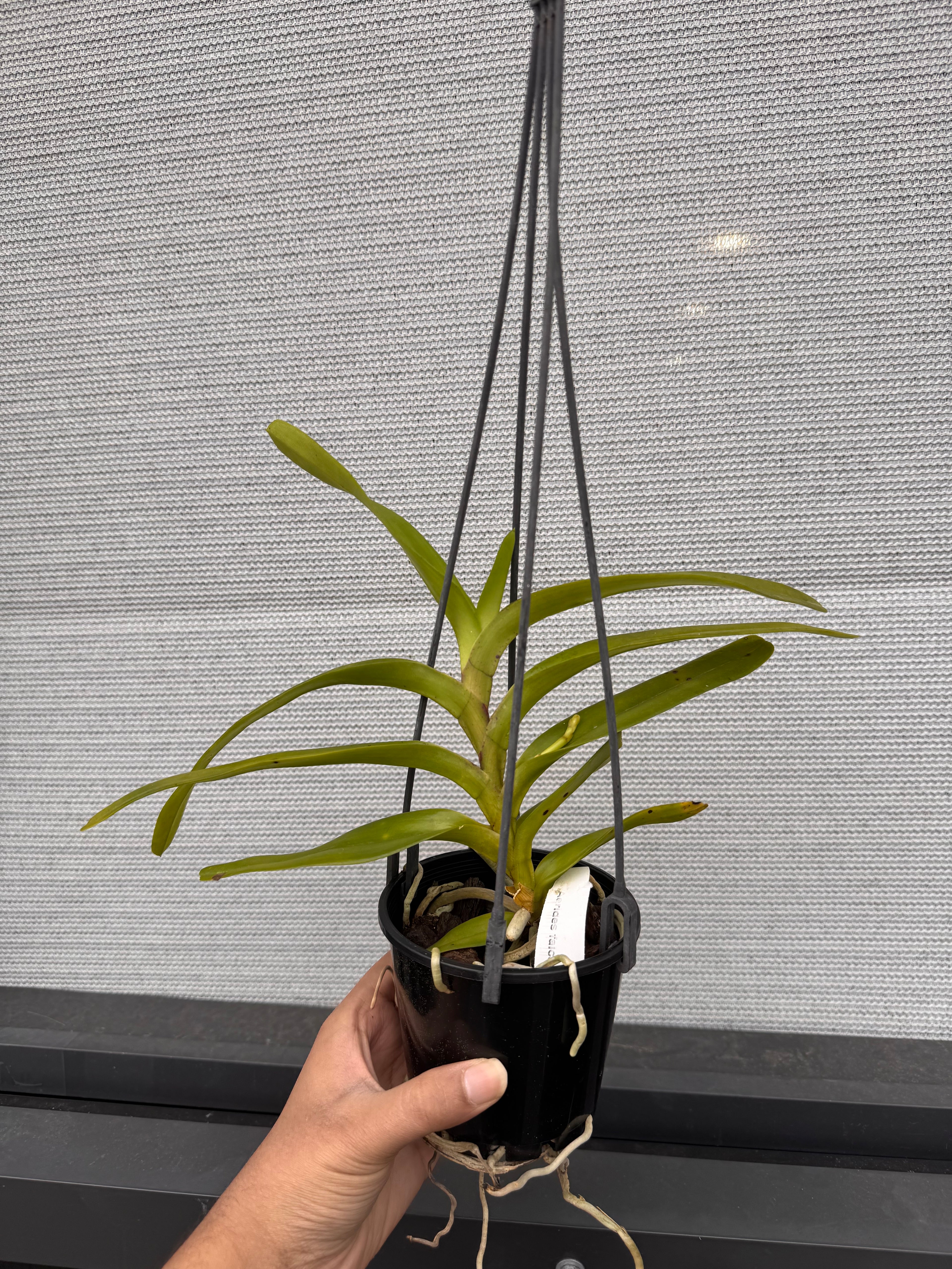 Aerides falcata