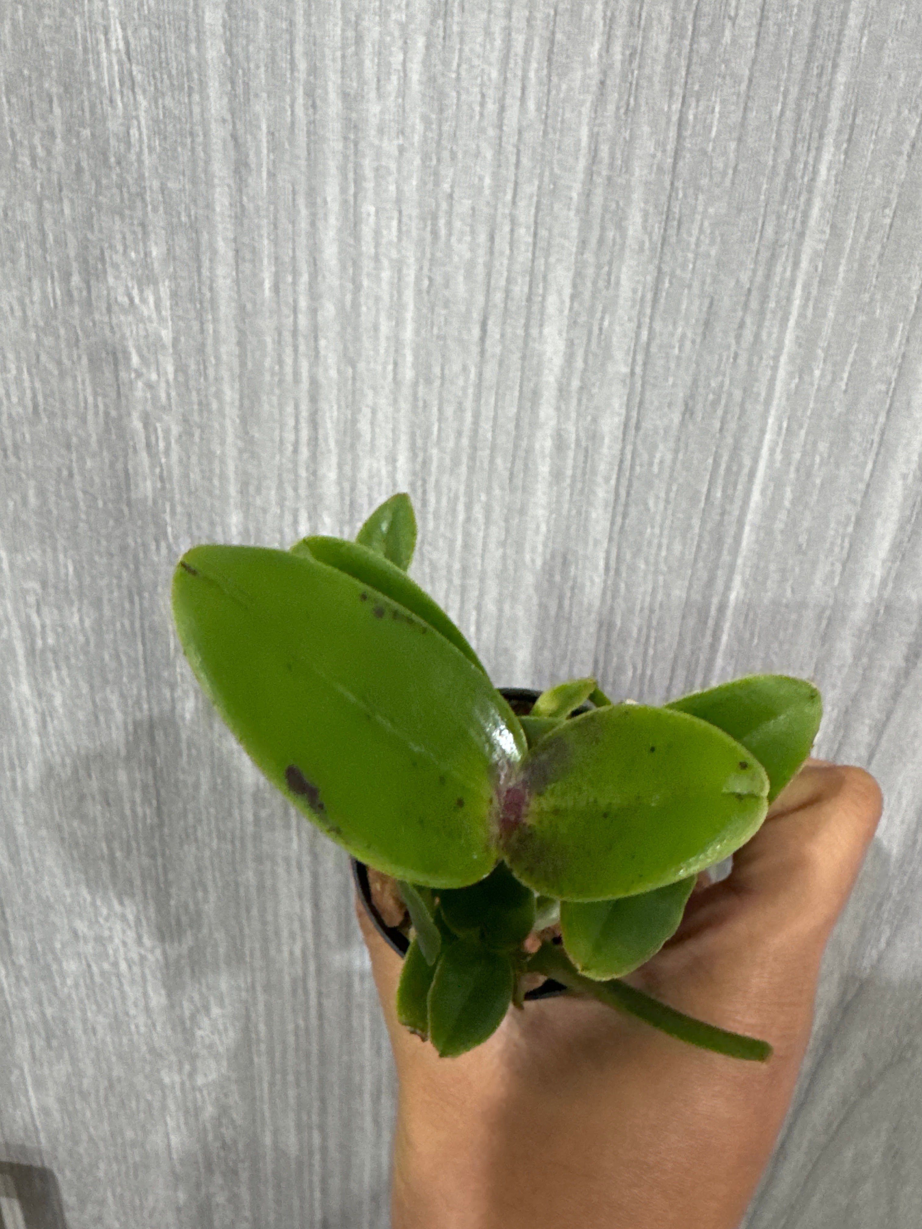 Rhyncholaeliocattleya Yuan Dung Python 'Passion Fruit' Secondary image