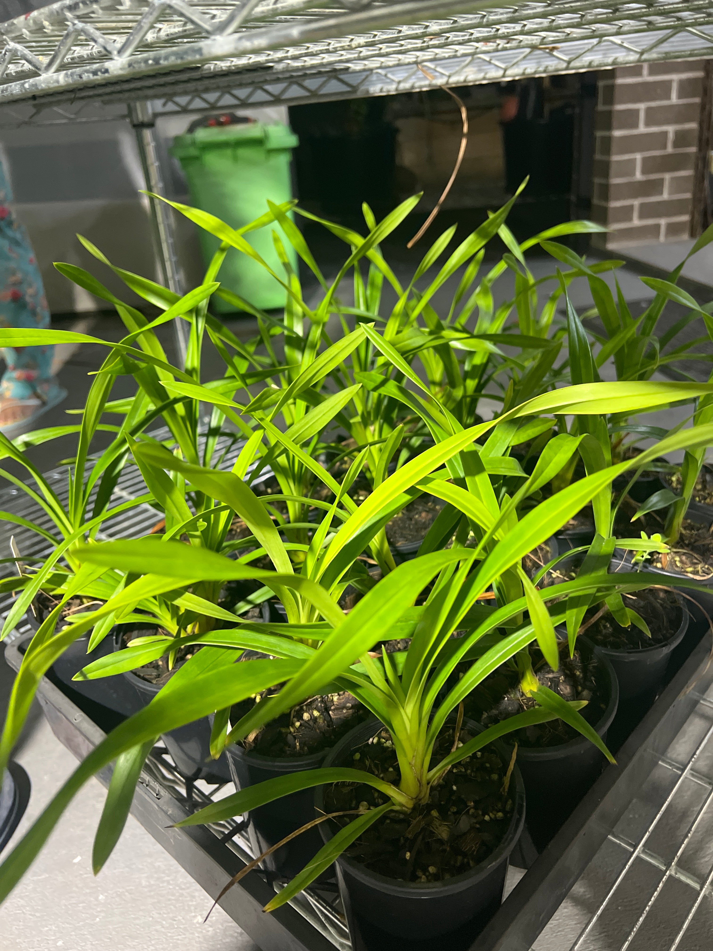 Cymbidium Snow Beauty 'Trinity' Secondary image