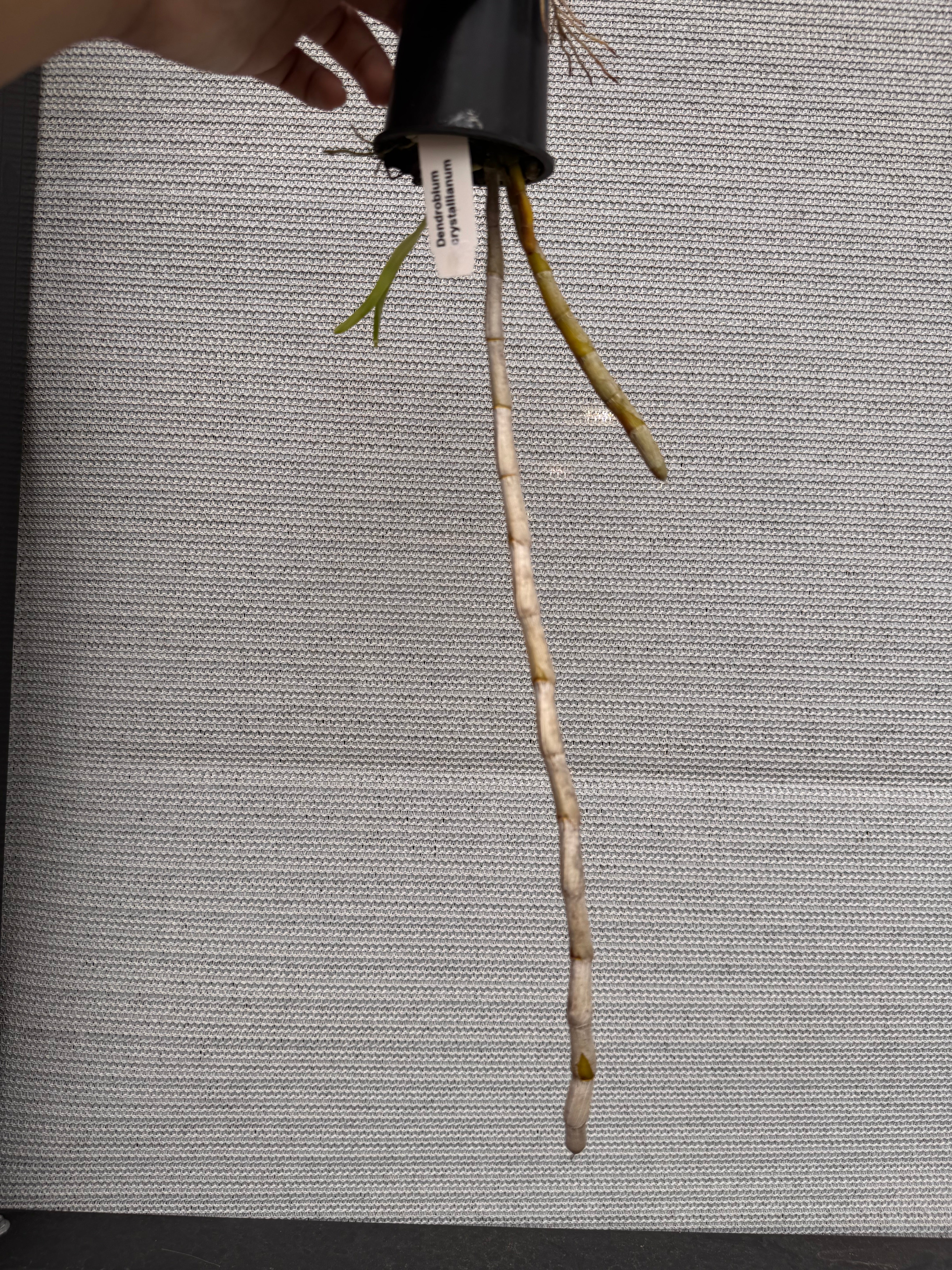 Dendrobium crystallinum Secondary image