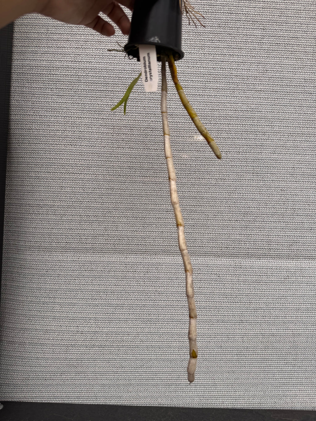 Dendrobium crystallinum