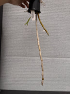 Dendrobium crystallinum