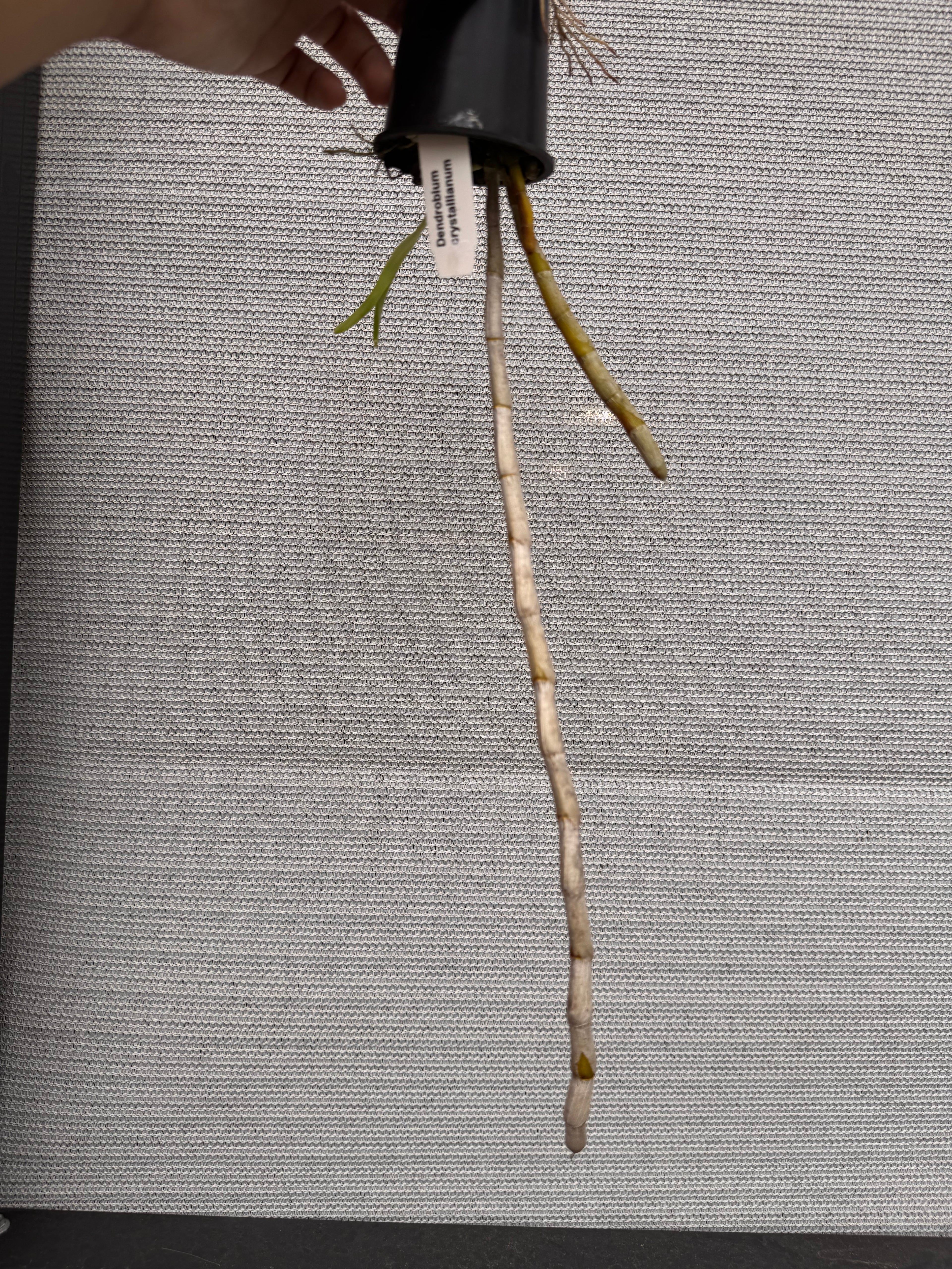 Dendrobium crystallinum