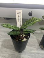 Paphiopedilum malipoense ('Green Tower x 'Sam's Choice')