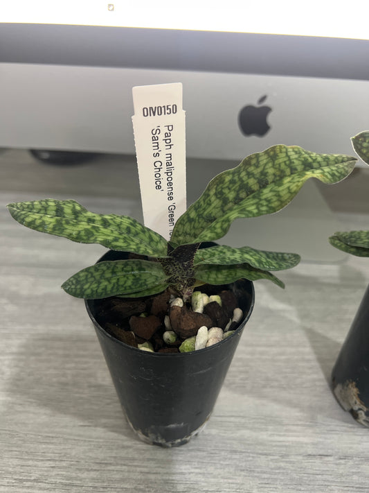 Paphiopedilum malipoense ('Green Tower x 'Sam's Choice')
