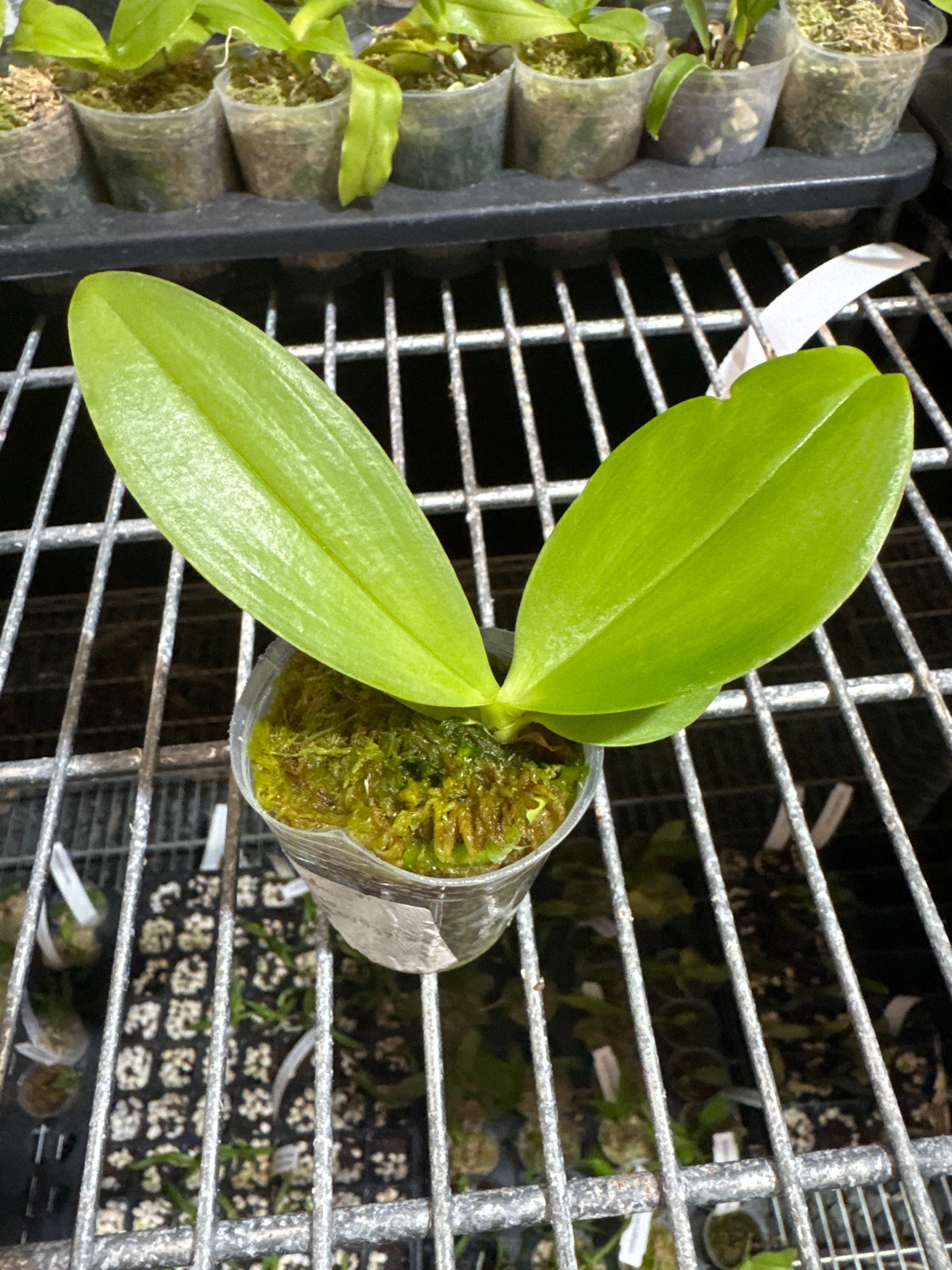 Phal. Joy Spring Canary 'Green Lotus' MC Secondary image