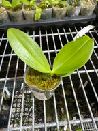 Phal. Joy Treasure ‘Orange-Yellow’ (Mericlone)