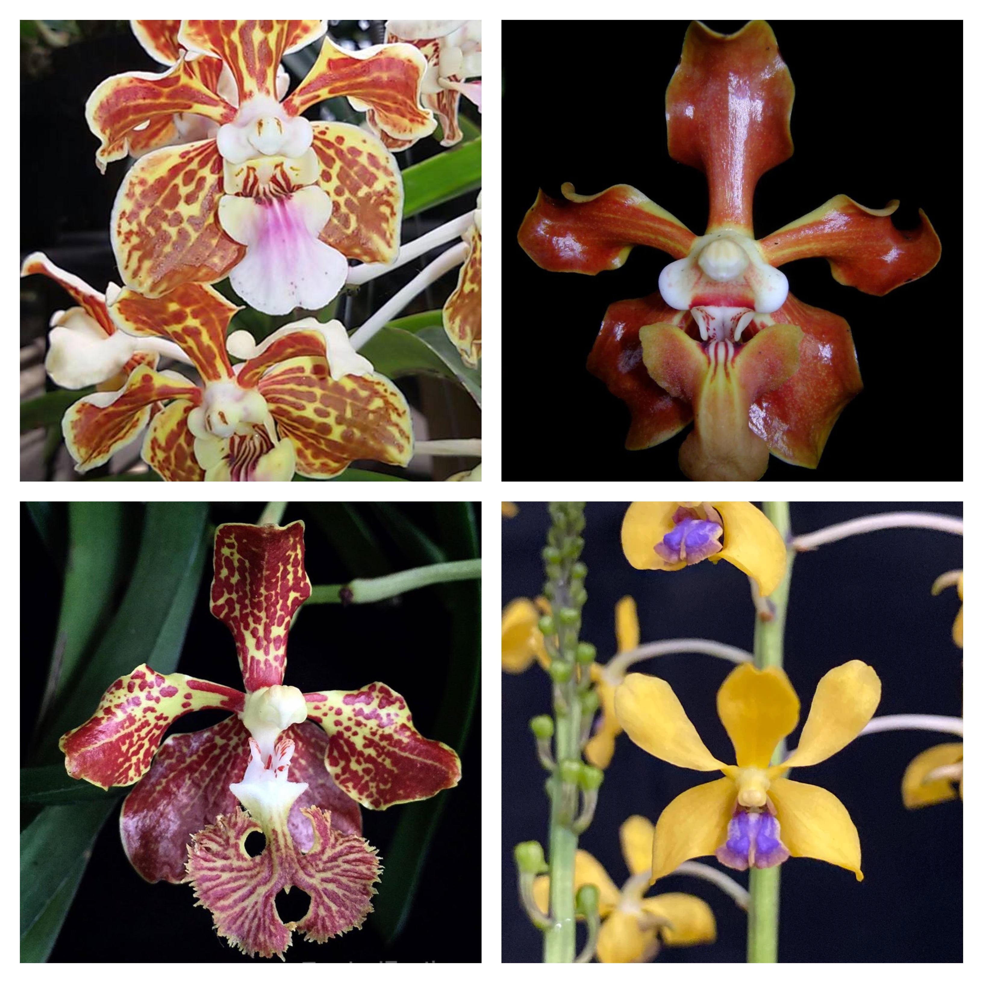PACK OF 4 VANDA SPECIES (100mm Pots) Main image