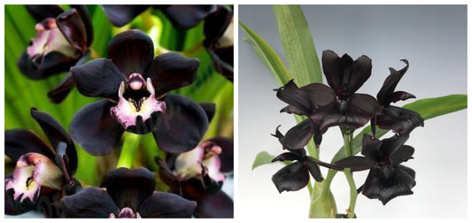 PACK OF BLACK FLOWERED ORCHIDS