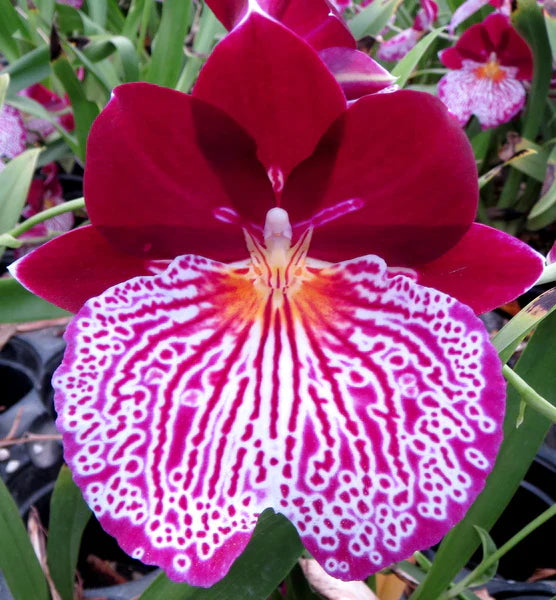 (In Spike Now) Miltoniopsis Breathless ‘Beauty’ Main image